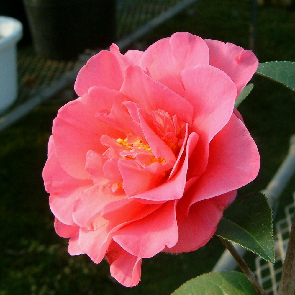 ネムノキ  トキワ 