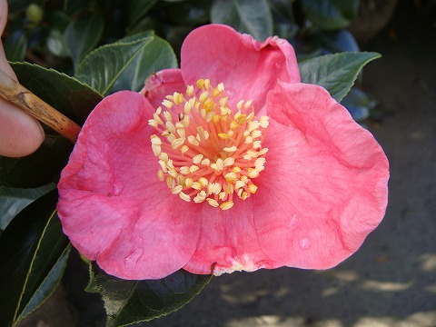 椿 紅妙蓮寺 