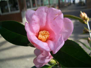 紅侘助 （ベニワビスケ）