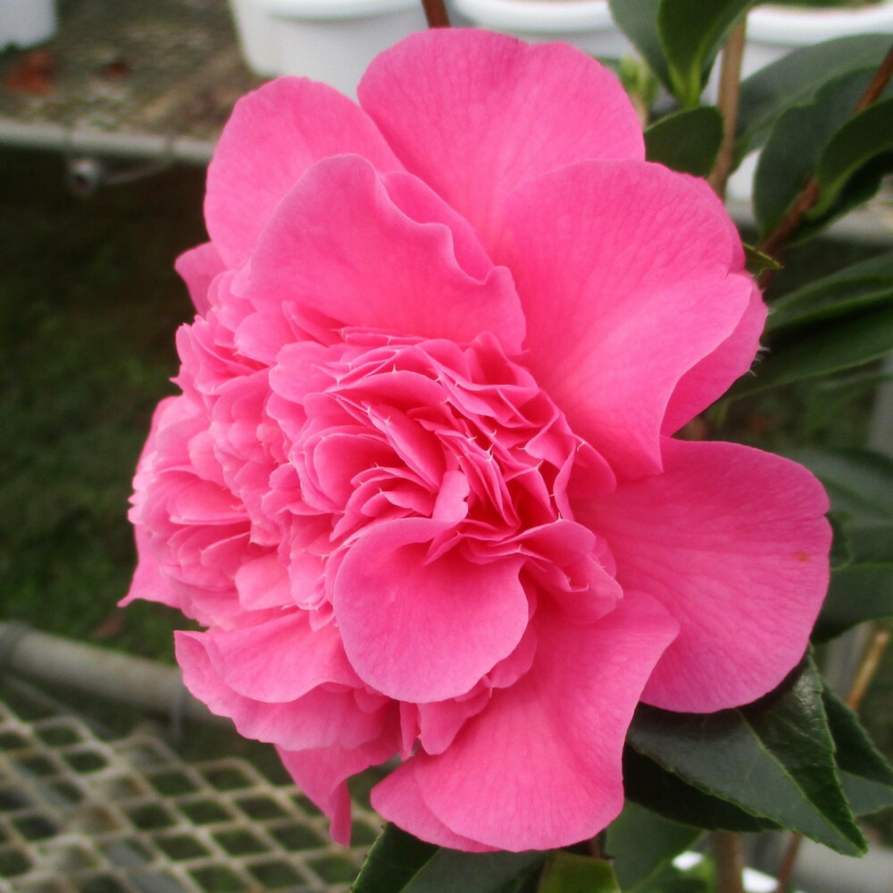 ネムノキ  トキワ 