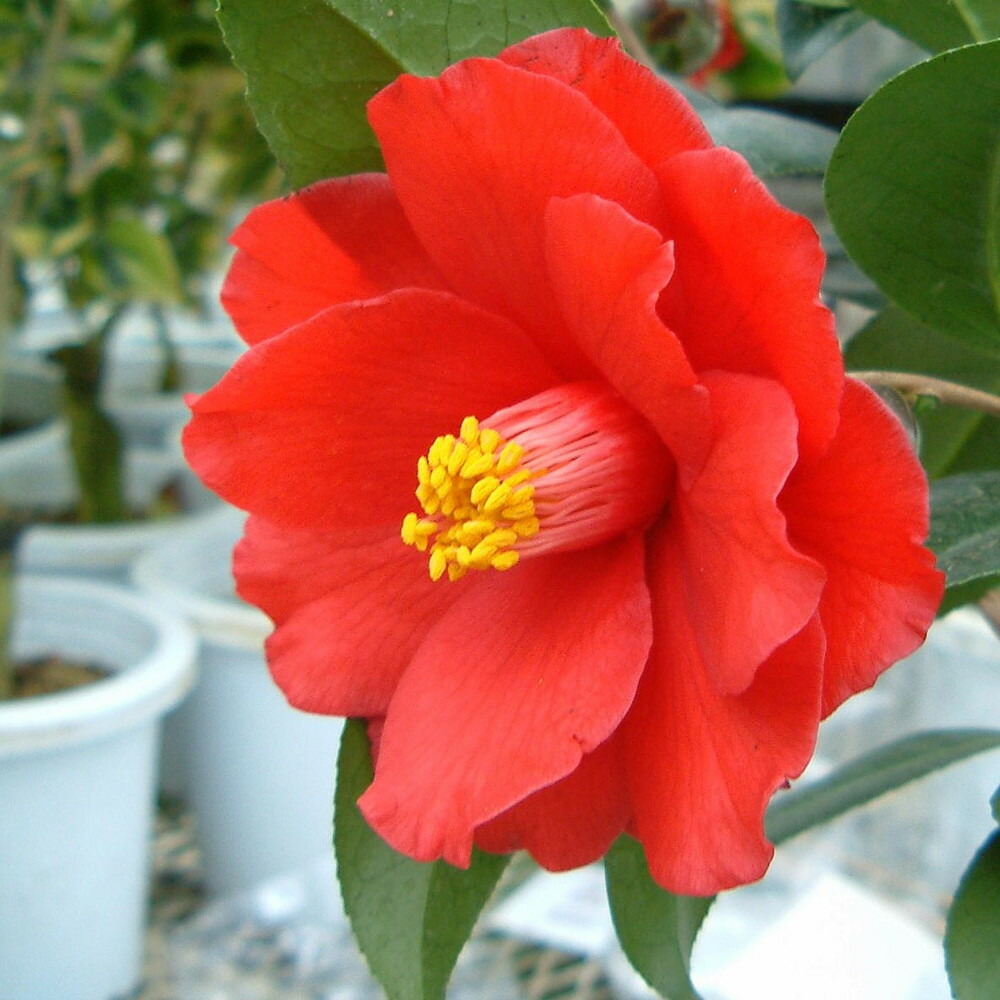 椿 ファイヤーダンス 