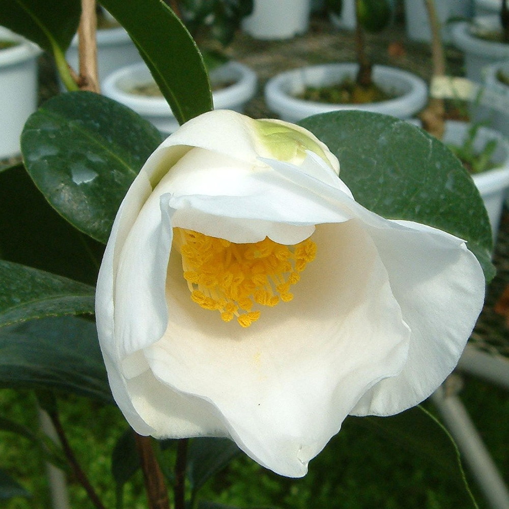 ネムノキ  トキワ 