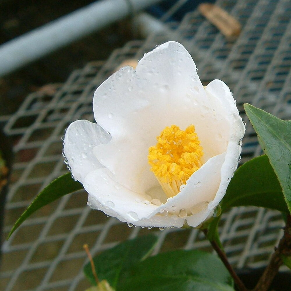 ネムノキ  トキワ 