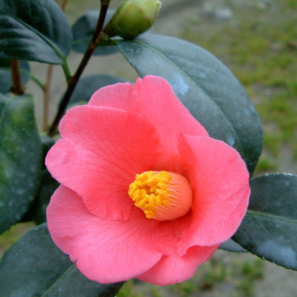 椿 初音 苗 育て方 苗木部 By 花ひろばオンライン