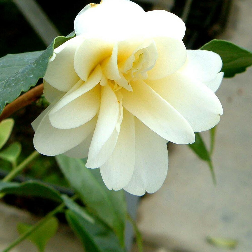 黄蓮華  