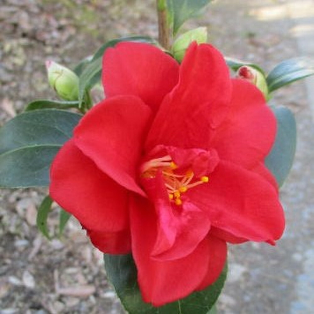 紅月