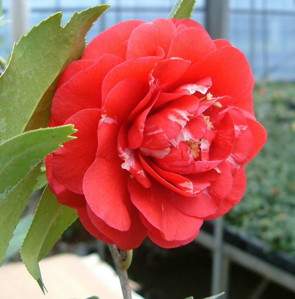 ネムノキ  トキワ 