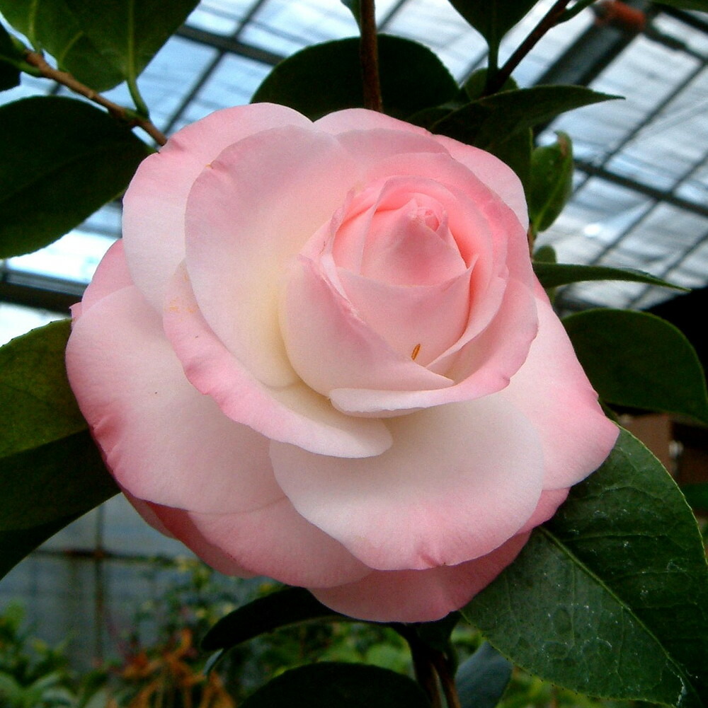 ネムノキ  トキワ 