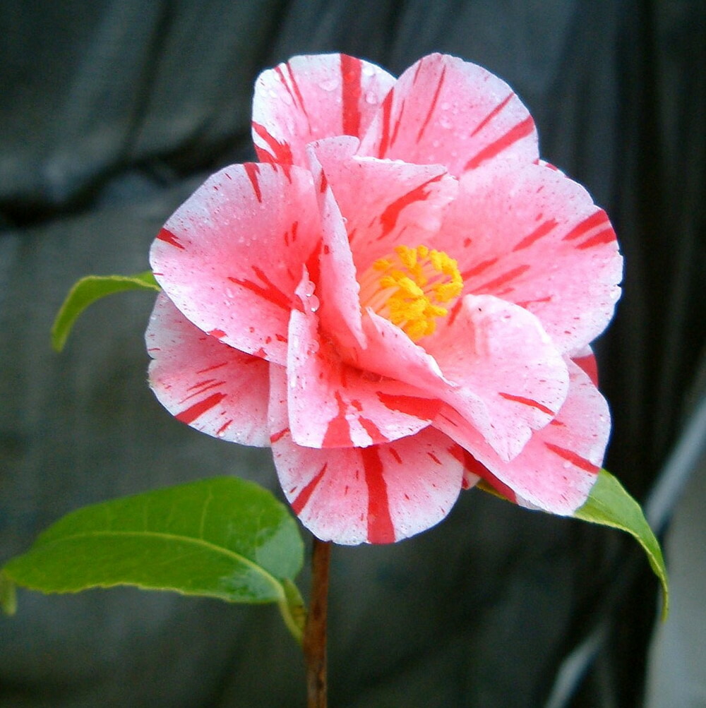 椿 沖の浪 苗 販売 苗木部 By 花ひろばオンライン