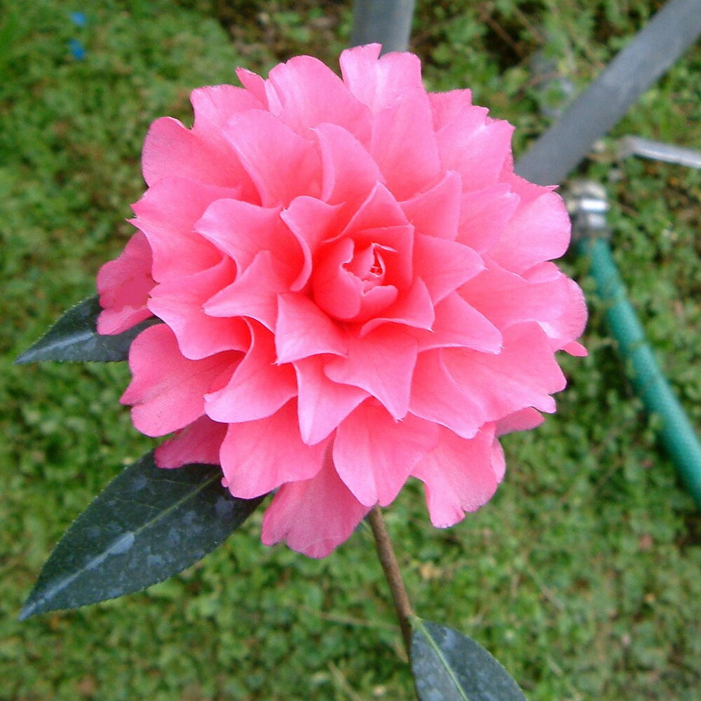 ネムノキ  トキワ 