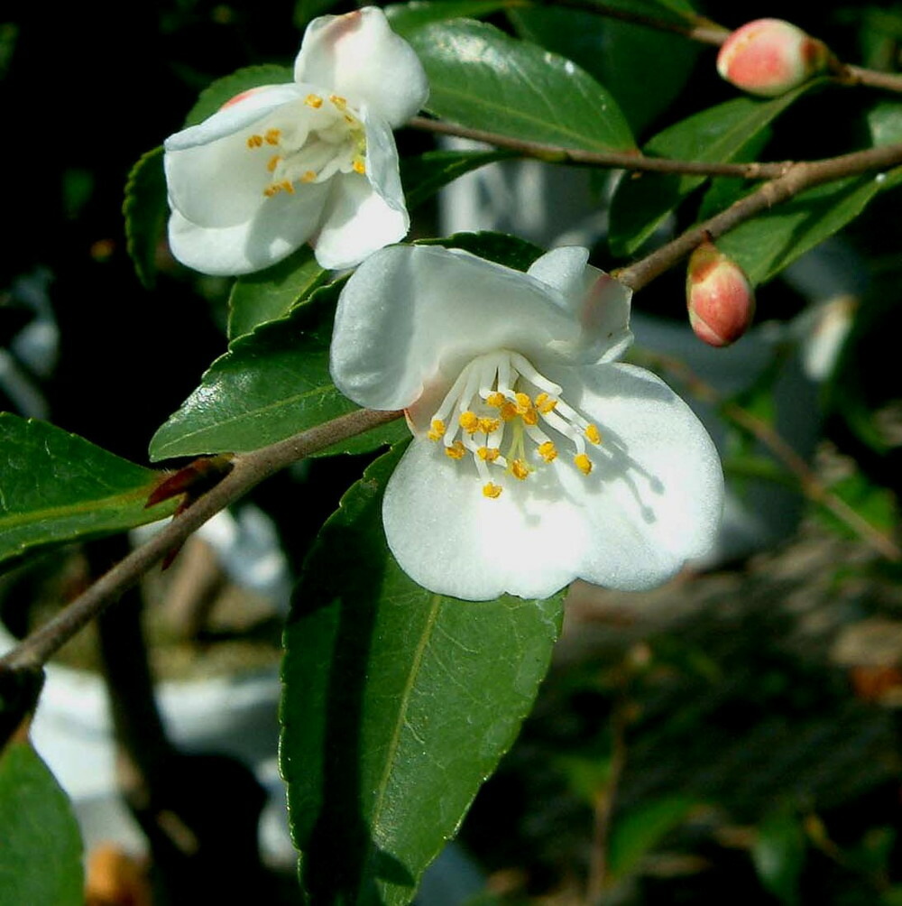 ルッチェンシス