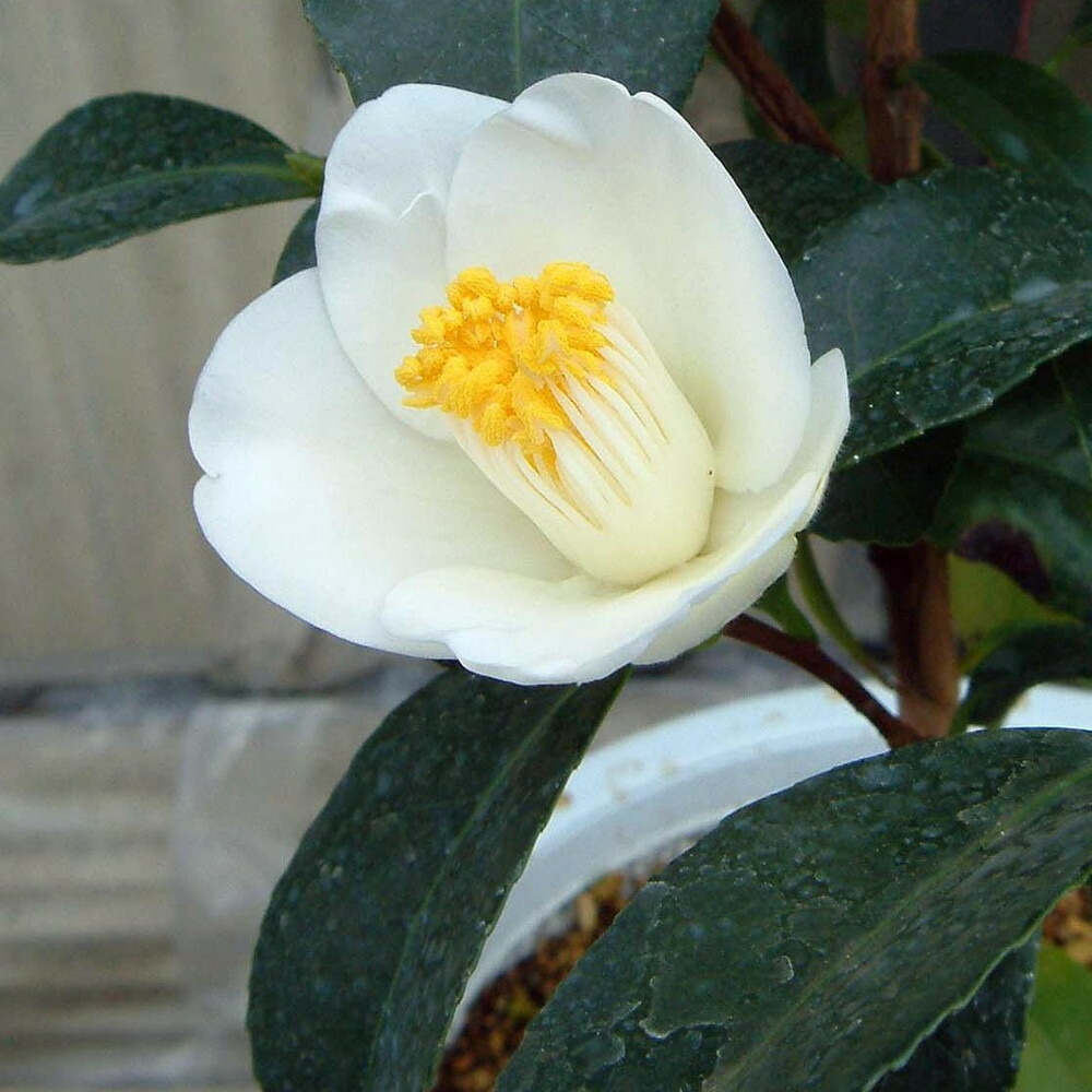 ネムノキ  トキワ 