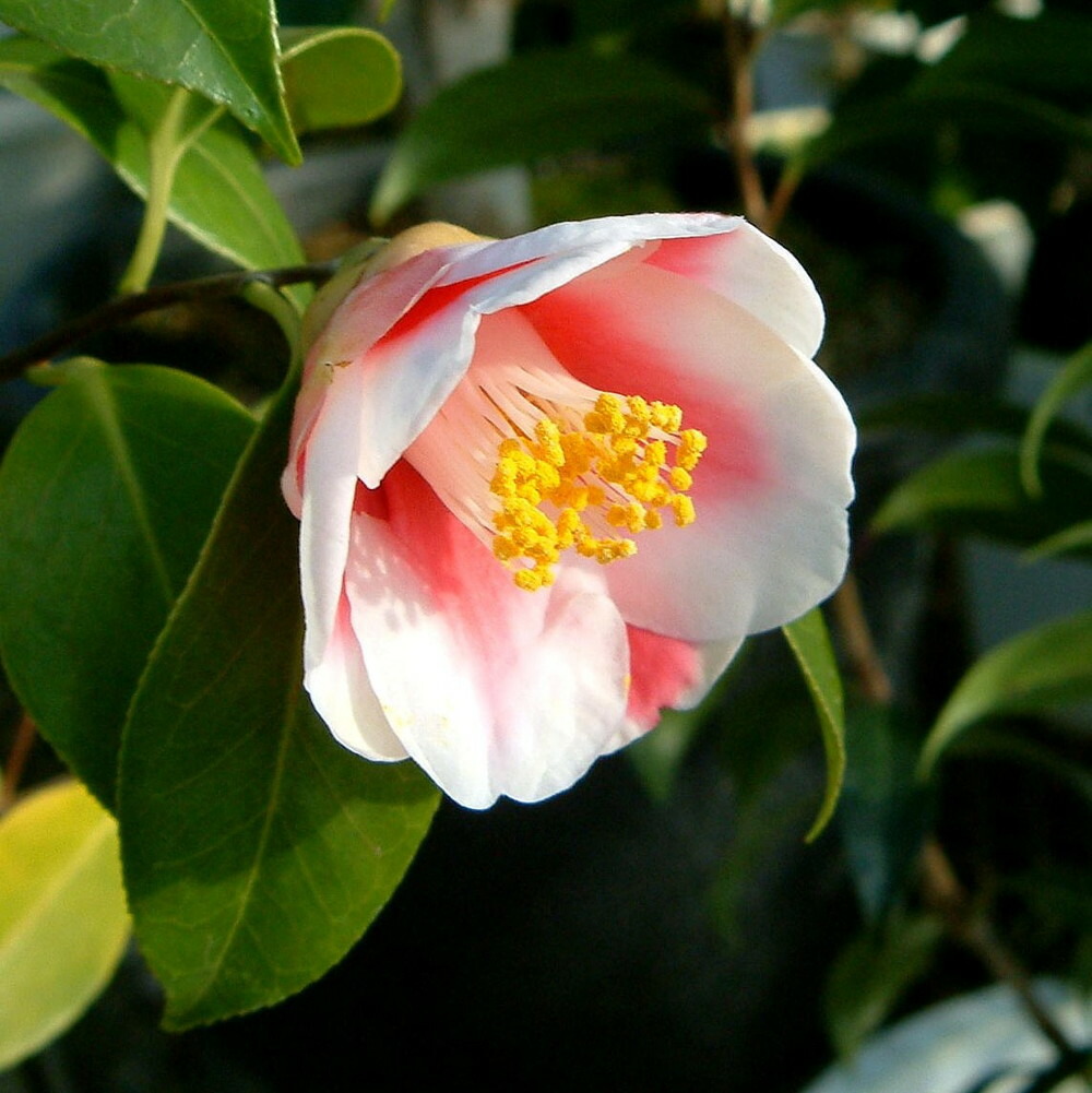 頌花宴 （ショウカエン）