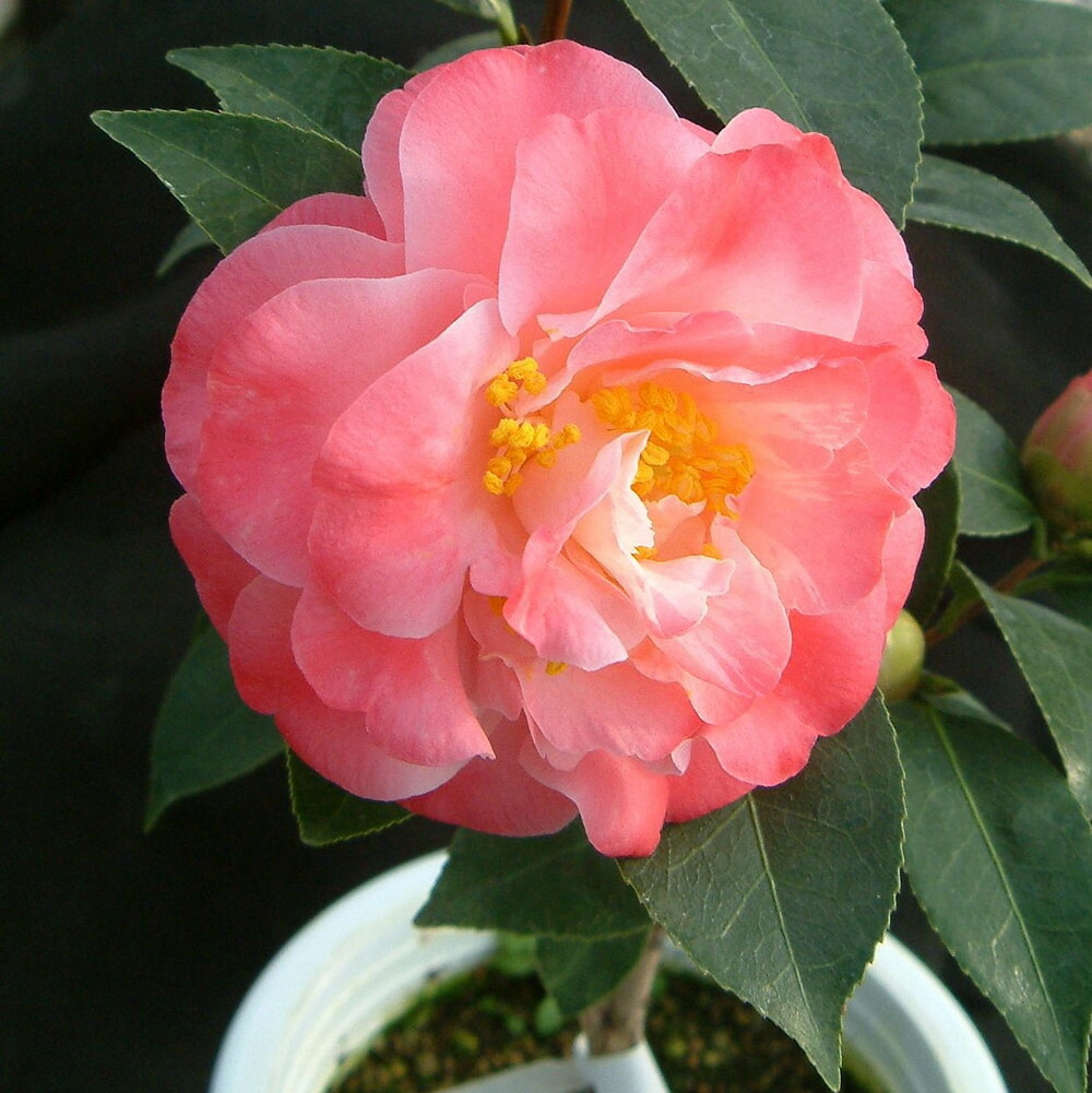 スプリングデイズ