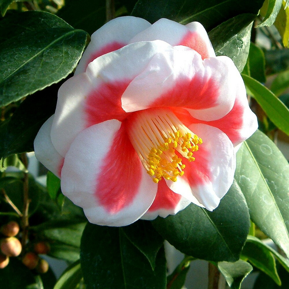 椿 友の浦 苗 販売 苗木部 By 花ひろばオンライン