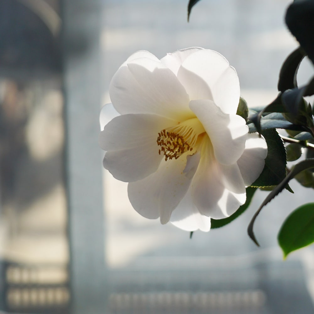 椿 シルバータワー 2