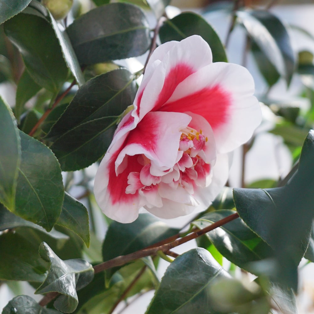 椿 玉ありあけ 3