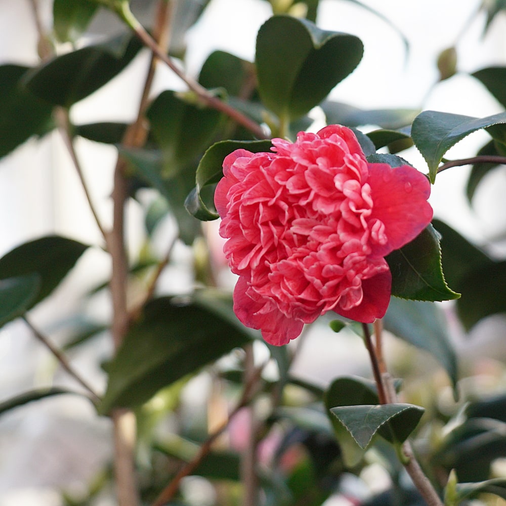 椿 唐子咲雲竜椿 2