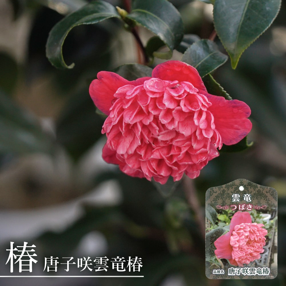 椿 唐子咲雲竜椿 