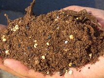 マンゴー アーウィン 5