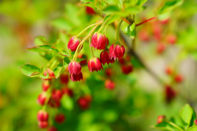 紅ドウダンの花