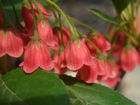 ツツジ 紅更紗ドウダンツツジ 3