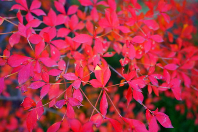  ドウダンツツジの紅葉
