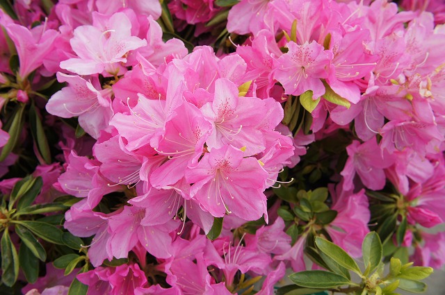 ツツジ 紅石楠花 1