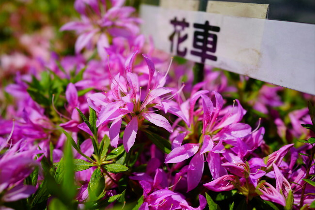 ツツジ 花車 1