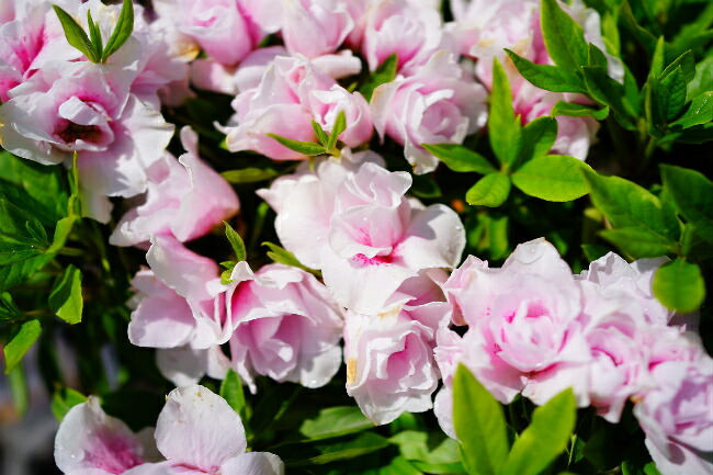 ツツジ ピンク八重 2