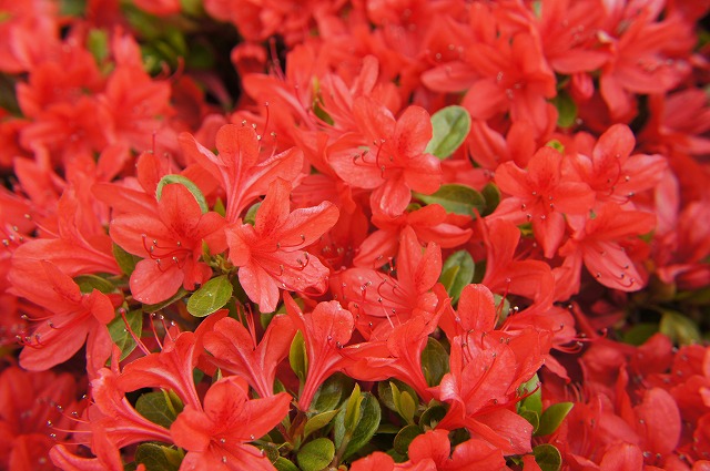 ツツジ 本霧島 2