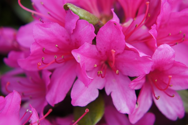 ツツジ 摩耶婦人 1