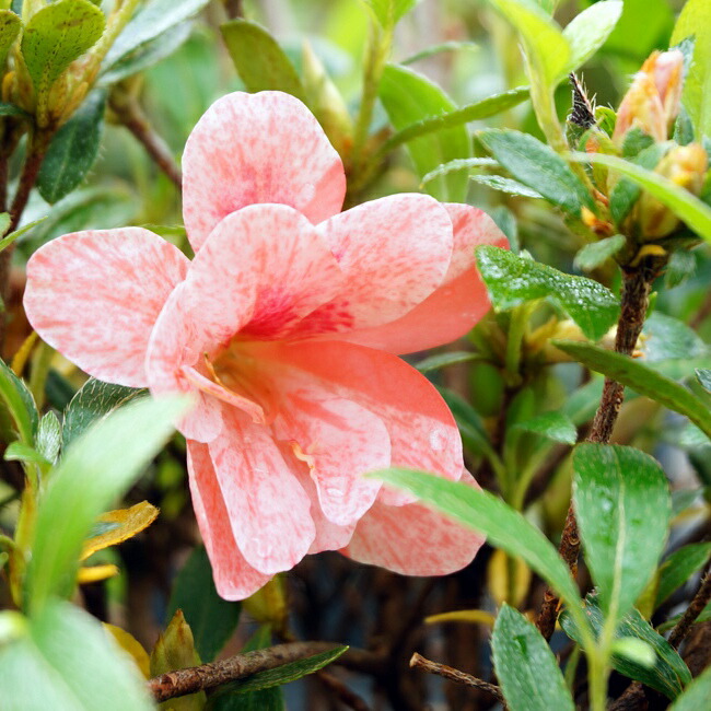 サツキ 美里 (みさと) 