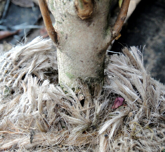 ホンコンドウダンの株元