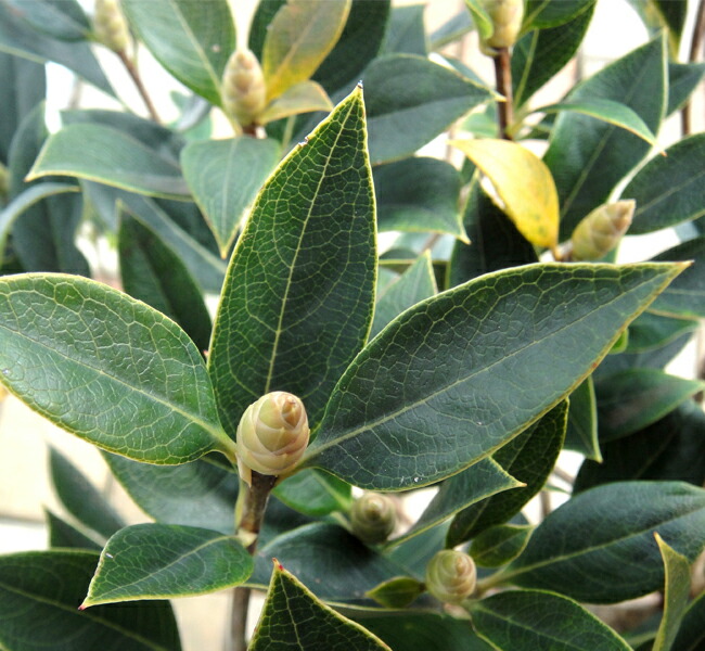 ホンコンドウダン