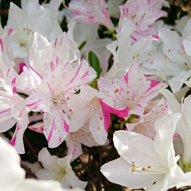 【琉球絞り】 リュウキュウツツジ