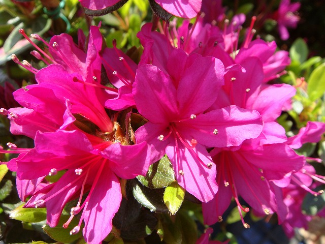 ツツジ 裾濃の糸 1