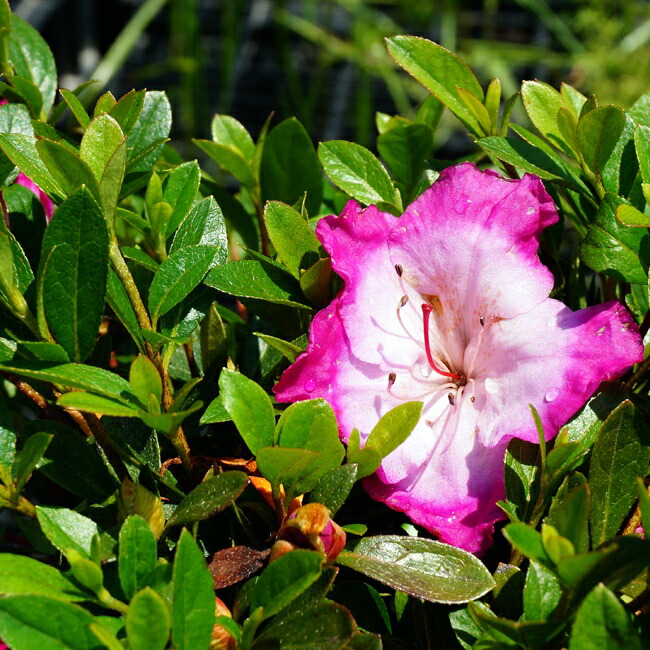 サツキ 大和の月 2