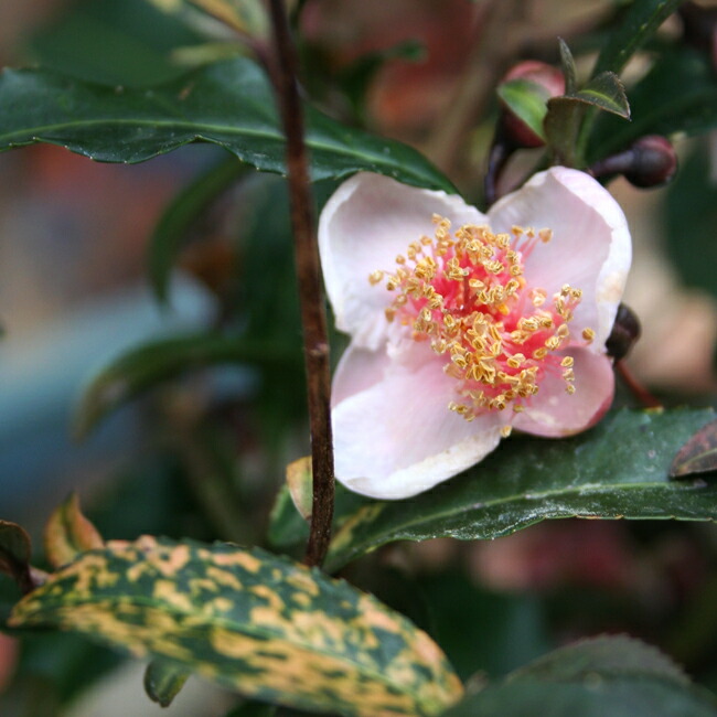 紅花斑入り 