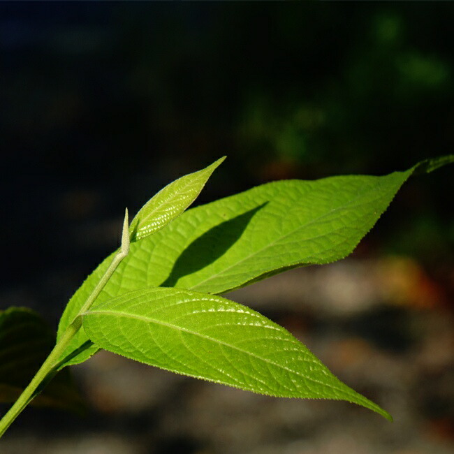 エゴノキ メリオデンドロン ロゼア 2
