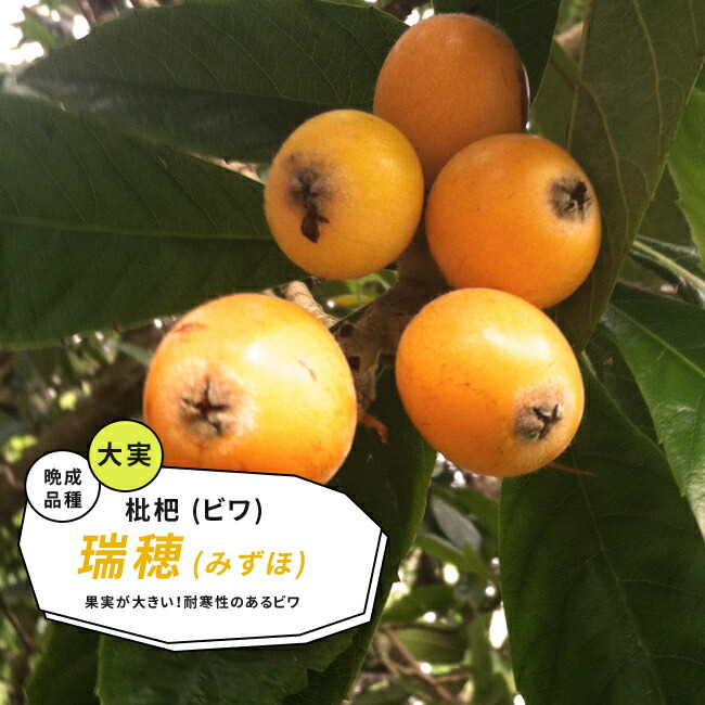 ビワ 瑞穂 