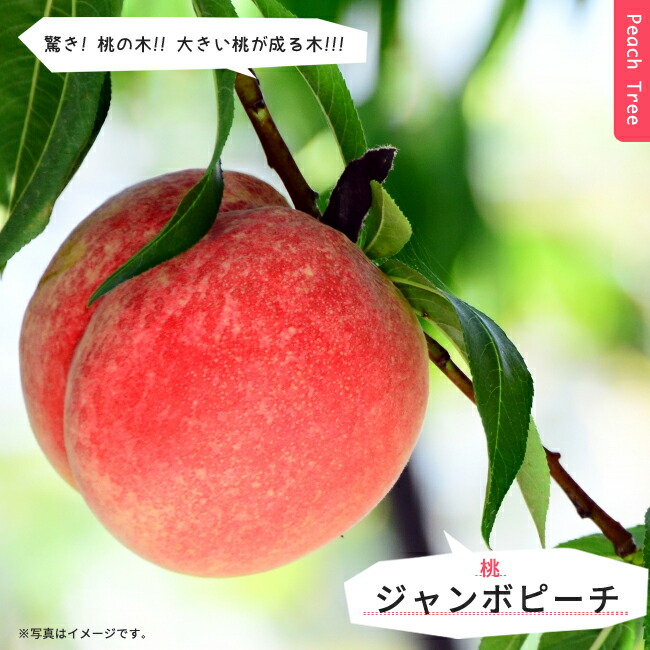 モモ ジャンボピーチ 2