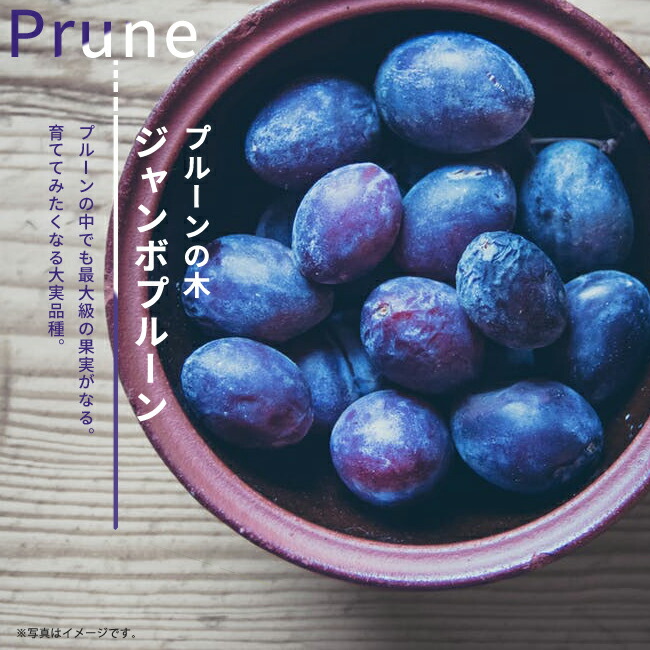 ジャンボプルーン