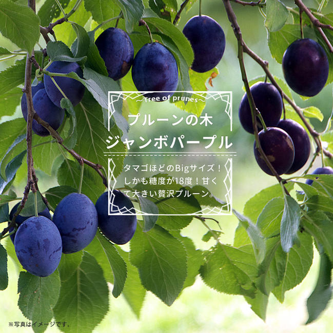 プラム・スモモ ジャンボパープル 