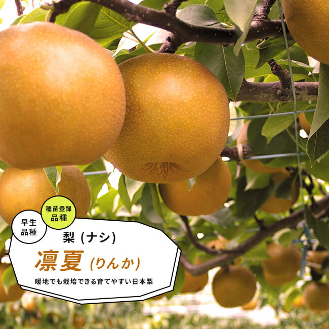 梨　なし　凜香　りんか　果樹　苗木