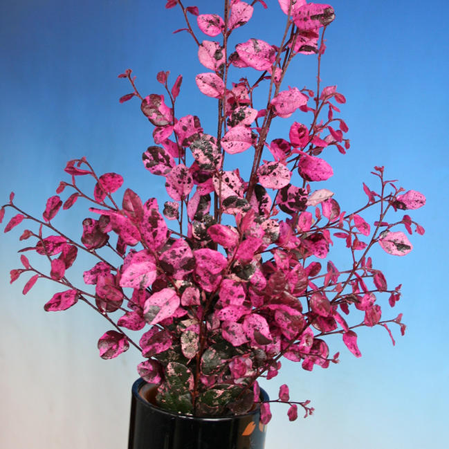 トキワマンサク 紅彩 