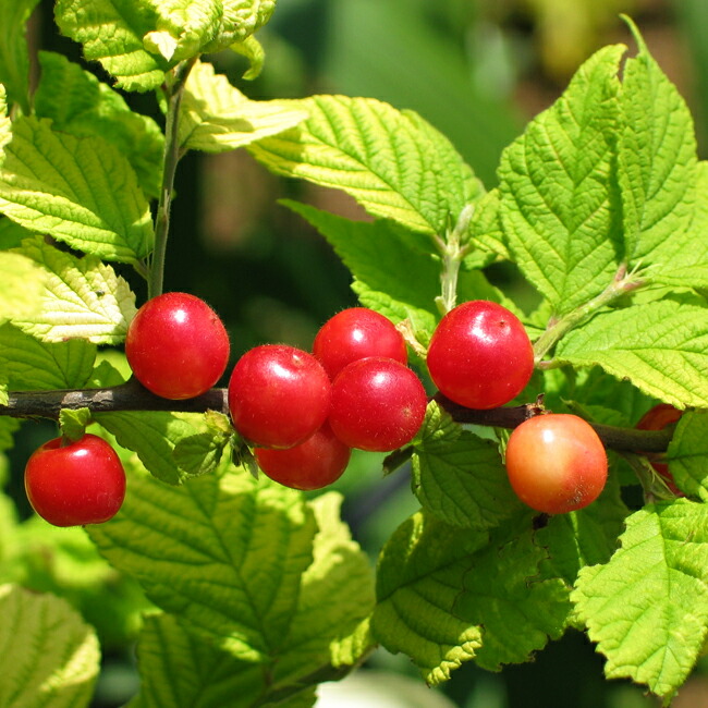 ユスラウメ サヤゴールド 