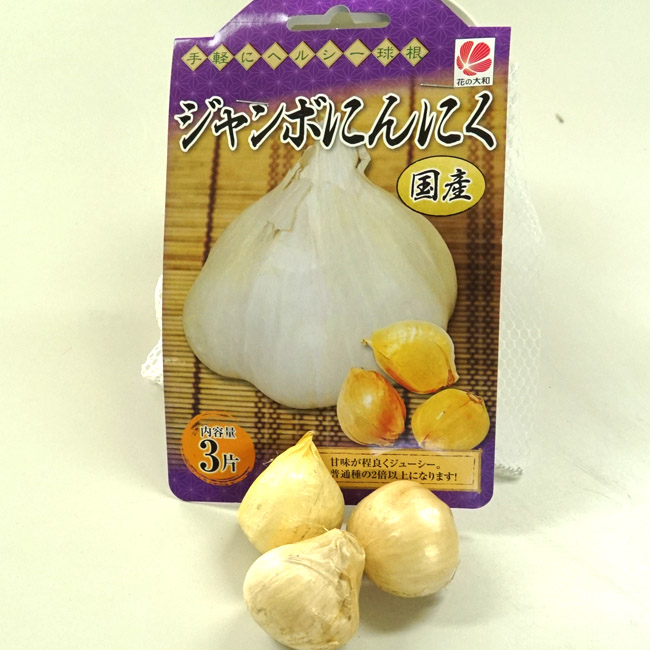 にんにく ジャンボにんにく 1