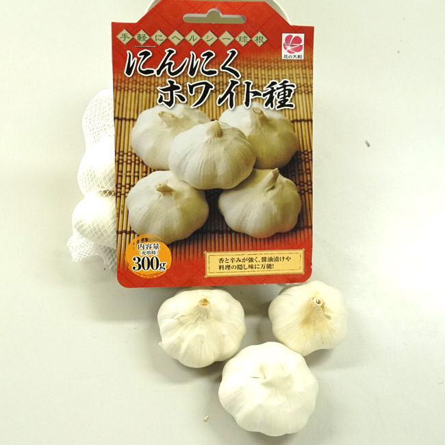 にんにく ホワイト種
