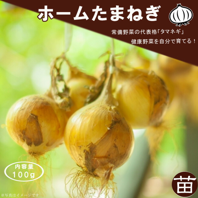 たまねぎ ホームたまねぎ 